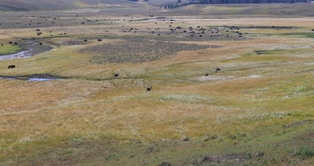 Yellowstone National Park wildlife and animal refuge for great herds of American Bison Buffalo and Rocky Mountain Elk. Geothermal ecosystem. Biology, geography and ecology.