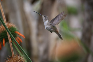 Fototapeta na wymiar Hummingbirds in Chile Arica region desert