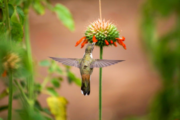Hummingbirds in Chile Arica region desert