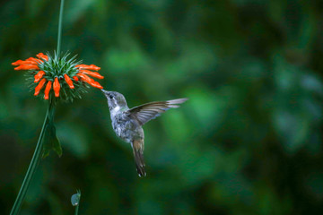 Hummingbirds in Chile Arica region desert © mszymans_101