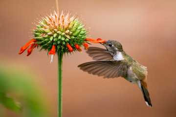 Hummingbirds in Chile Arica region desert