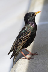 starling