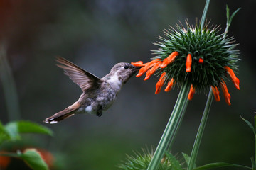 bird, hummingbird, nature, flower, wildlife, flying, green, animal, small, wings, wild, insect, flight, fly, beak, branch, robin, feathers, hovering, summer, garden, birds, flowers, red