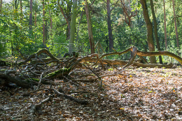 Idyllic view of Grunewald, Havelhöhenweg, Berlin, Germany on a sunny day