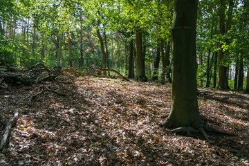 Idyllic view of Grunewald, Havelhöhenweg, Berlin, Germany on a sunny day