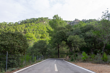 Road between the trees. cycling route of mallorca