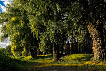 Trees at sunrise