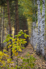 GoldenGolden autumn in deciduous forest autumn in deciduous forest