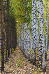 Golden autumn in deciduous forest