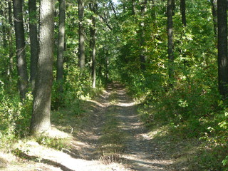 Forest road, bushes with green leaves on the sides.