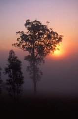 Fototapeta na wymiar A foggy sunrise through the trees on a Vacy hillside. Australia.