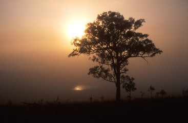 Fototapeta na wymiar Sunrise over a foggy hollow in Vacy. Australia.
