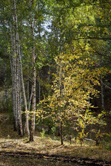 Golden aGolden autumn in deciduous forestutumn in deciduous forest