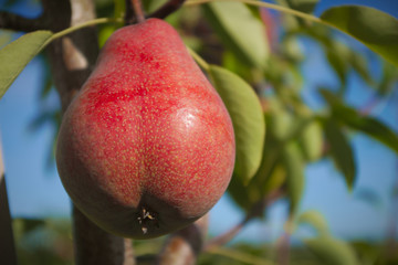 red pear hanging in tree organic fruit orchard