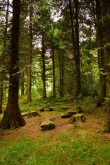 Pastoral Forest Glen with Tall Pine Trees