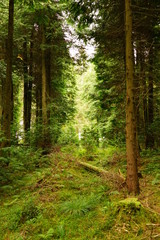 Pastoral Forest Glen with Tall Pine Trees