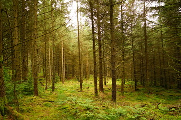 Pastoral Forest Glen with Tall Pine Trees