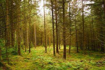 Fototapeta na wymiar Pastoral Forest Glen with Tall Pine Trees