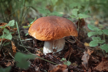 Beautiful boletus edulis on a green background in the forest close-up. Edible tasty mushroom penny bun, porcini, cep, porcino, king boletus macro. Mushroom with brown hat in the forest.