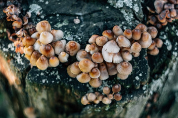 Mycena inclinata mushroom cluster on old rotten stump closeup. A group of brown small mushrooms on a tree on a green background, macro. Inedible mushroom mycena.