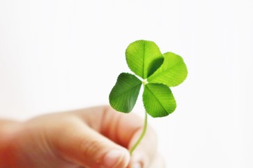 クローバー　見つけた　手　子供　4枚　日本