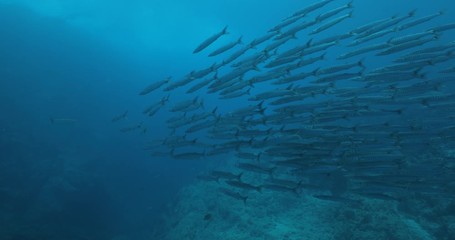 School of Mexican Barracuda, Coral reefs of the Sea of Cortez, Mexico.