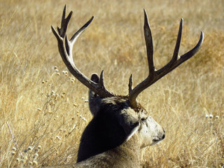 Very Much Muley