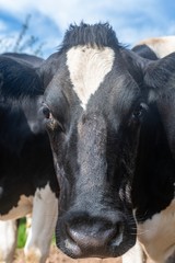 A close up photo of a Black and white cow in a field 