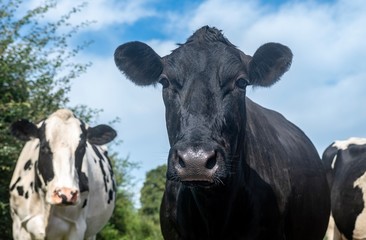 Obraz na płótnie Canvas A close up photo of a Black and white cow in a field 