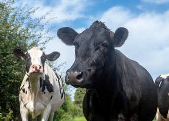 A close up photo photo of a black and white cow with a blue sky background 