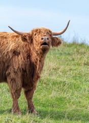 A close up photo of a Highland Cow mooing in a field 