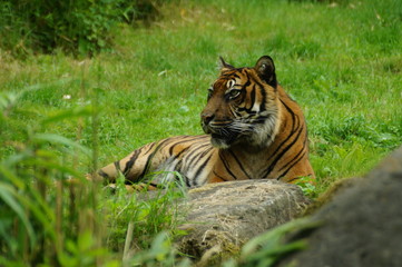 tiger in zoo