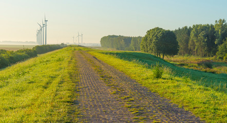 Foliage of deciduous trees in a foggy field in sunlight at sunrise in summer