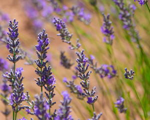 Naklejka premium Lavanda con abeja escondida