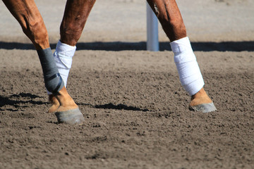 Fototapeta na wymiar Thoroughbred race horse walking hooves