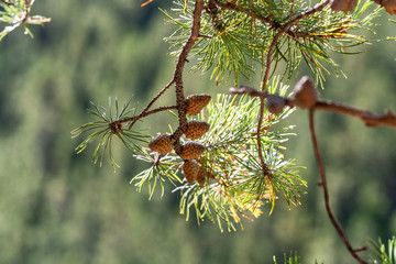 Sun shining through a pine branch with many small pine cones