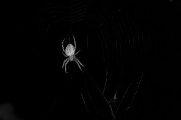 A large Barn Spider, Araneus cavaticus, close up, hangin upside down in its web. Black and white spooky image with concepts of Halloween, bugs, and fear
