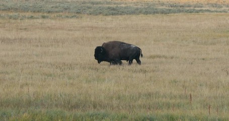 Yellowstone National Park wildlife and animal refuge for great herds of American Bison Buffalo and Rocky Mountain Elk. Geothermal ecosystem. Biology, geography and ecology.