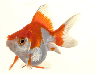 Isolated Approaching Goldfish swimming towards camera, close-up on white