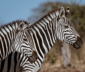 Profile of two zebras walking in Botswana