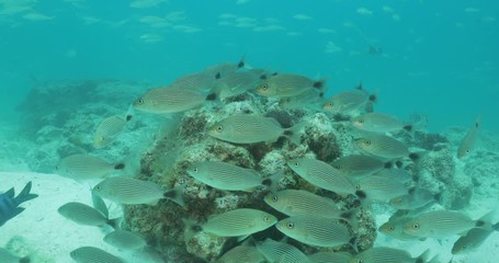 Coral reef scenics from the sea of cortez, Mexico.