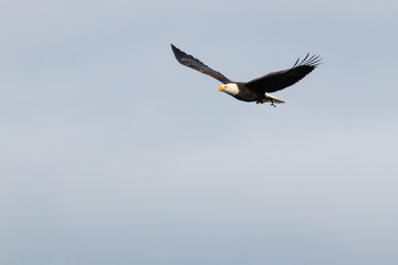 bald eagle fly's with fish in open sky