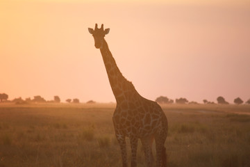Giraffe in the Savanna