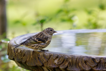 Pine Siskin perched on birdbath with colorful background