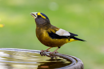 Grosbeak perched on birdbath