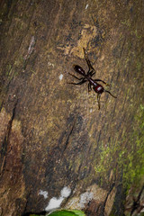 Ant walking on wood.