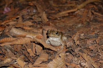 A toad among leaves.