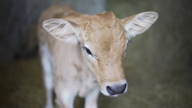 Portrait of cute young calf in a stable. Livestock farming. Animal breeding.