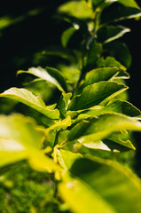 green leaves of a tree