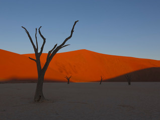 Dead camelthorn trees sitting in a salt pan in Deadvlie in Namibia